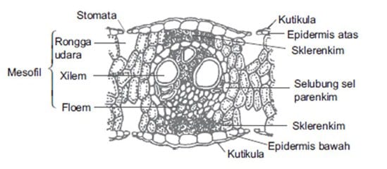 Detail Gambar Struktur Daun Tumbuhan Dikotil Nomer 28