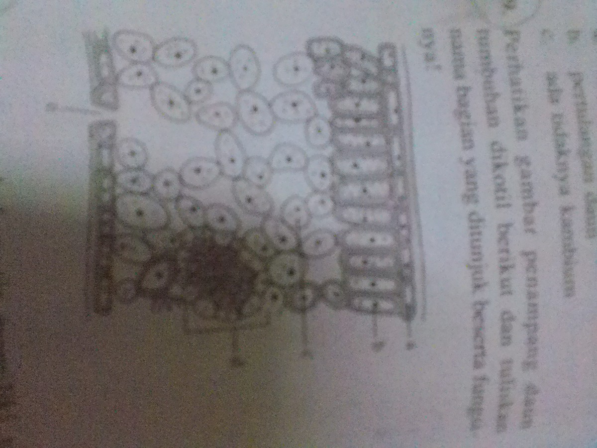 Detail Gambar Struktur Daun Tumbuhan Dikotil Nomer 45