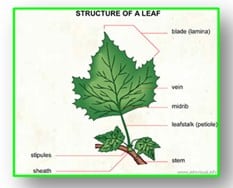 Detail Gambar Struktur Daun Tumbuhan Dikotil Nomer 47