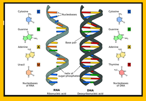 Detail Gambar Struktur Dna Dan Rna Nomer 10