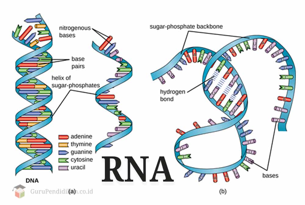 Detail Gambar Struktur Dna Dan Rna Nomer 11