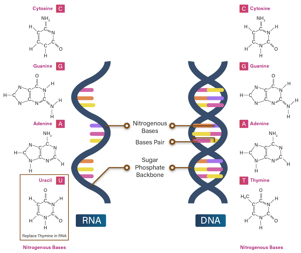 Detail Gambar Struktur Dna Dan Rna Nomer 12