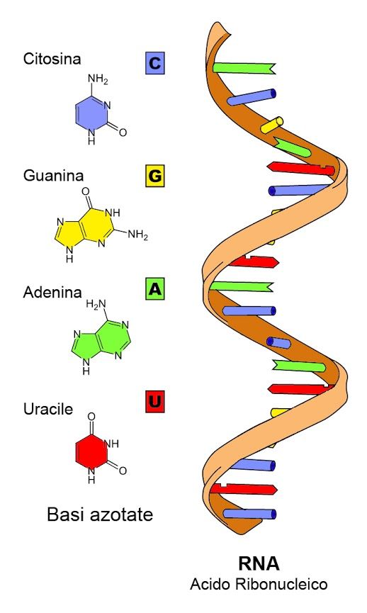 Detail Gambar Struktur Dna Dan Rna Nomer 14