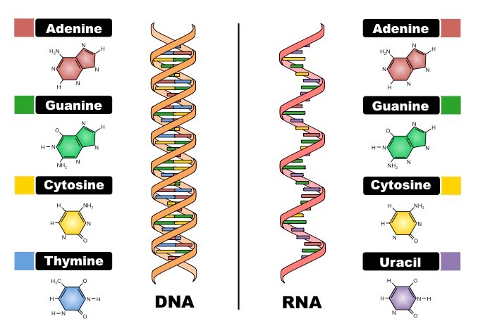 Detail Gambar Struktur Dna Dan Rna Nomer 15