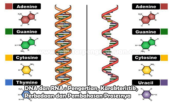 Detail Gambar Struktur Dna Dan Rna Nomer 17