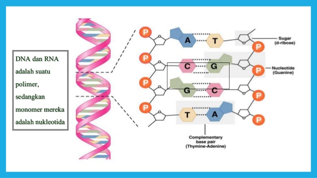 Detail Gambar Struktur Dna Dan Rna Nomer 18