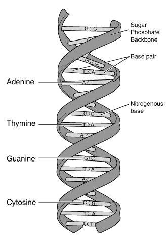 Detail Gambar Struktur Dna Dan Rna Nomer 19