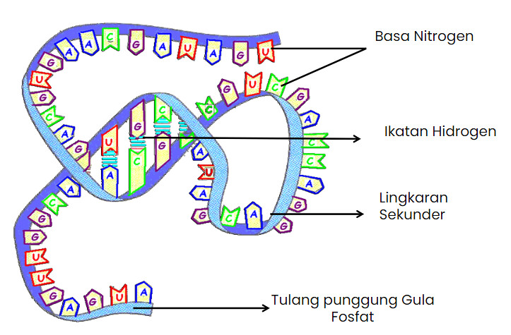 Detail Gambar Struktur Dna Dan Rna Nomer 20