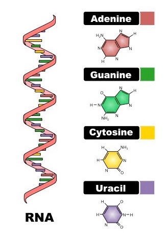 Detail Gambar Struktur Dna Dan Rna Nomer 21