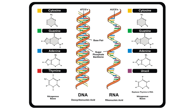 Detail Gambar Struktur Dna Dan Rna Nomer 22