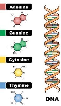 Detail Gambar Struktur Dna Dan Rna Nomer 24