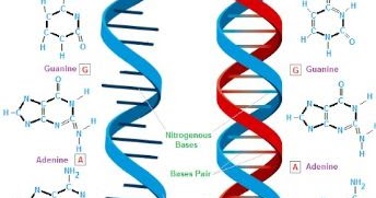 Detail Gambar Struktur Dna Dan Rna Nomer 25