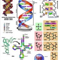 Detail Gambar Struktur Dna Dan Rna Nomer 26