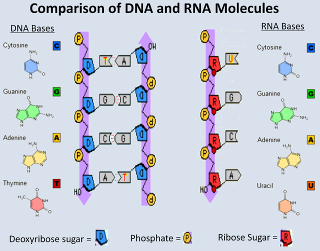 Detail Gambar Struktur Dna Dan Rna Nomer 27