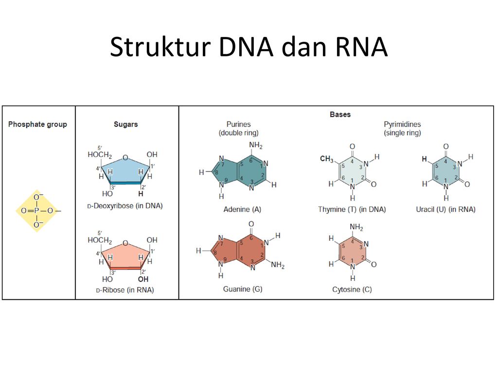 Detail Gambar Struktur Dna Dan Rna Nomer 28