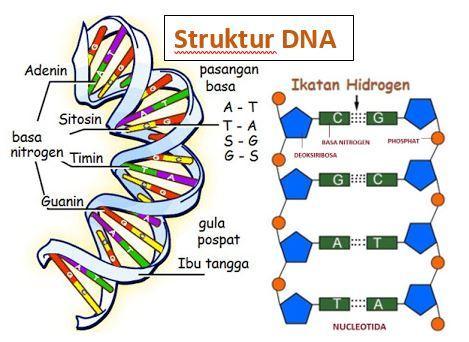 Detail Gambar Struktur Dna Dan Rna Nomer 31