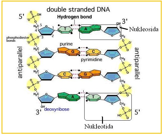 Detail Gambar Struktur Dna Dan Rna Nomer 34