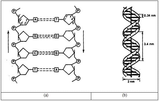 Detail Gambar Struktur Dna Dan Rna Nomer 36