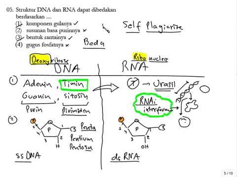 Detail Gambar Struktur Dna Dan Rna Nomer 37