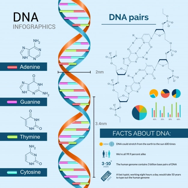 Detail Gambar Struktur Dna Dan Rna Nomer 5