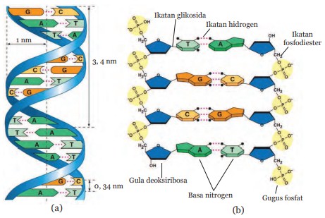 Detail Gambar Struktur Dna Dan Rna Nomer 39