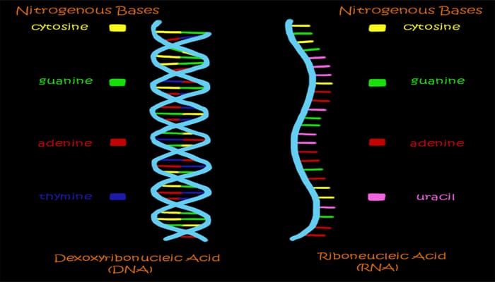 Detail Gambar Struktur Dna Dan Rna Nomer 41