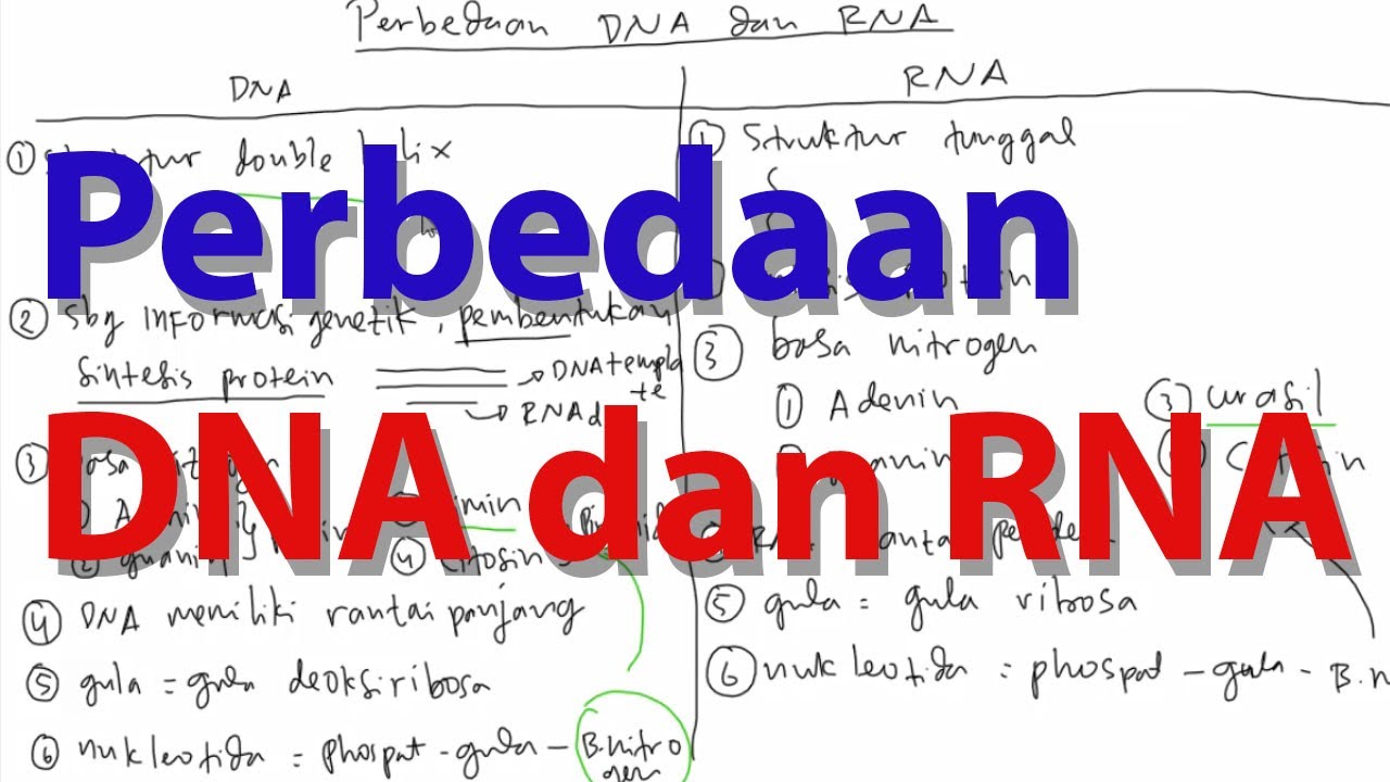 Detail Gambar Struktur Dna Dan Rna Nomer 42