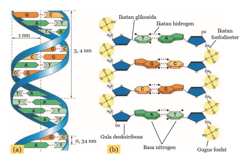 Detail Gambar Struktur Dna Dan Rna Nomer 43