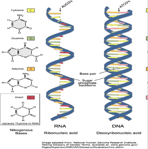 Detail Gambar Struktur Dna Dan Rna Nomer 44