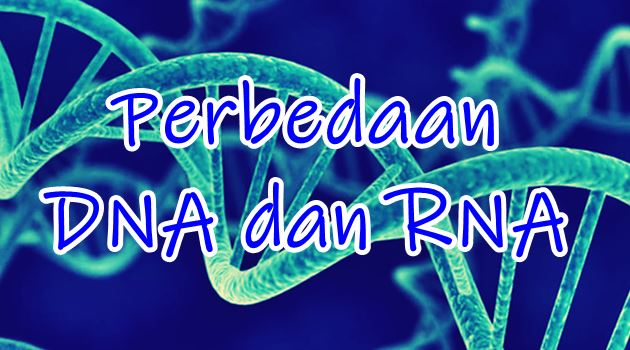 Detail Gambar Struktur Dna Dan Rna Nomer 45