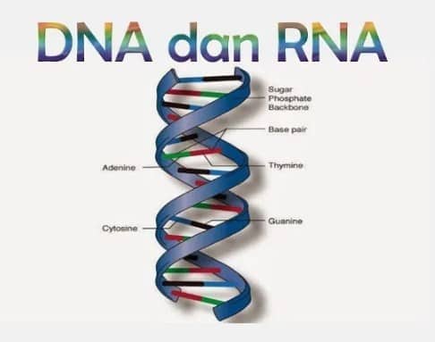 Detail Gambar Struktur Dna Dan Rna Nomer 6