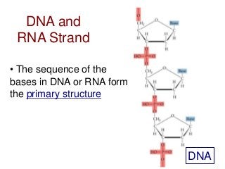 Detail Gambar Struktur Dna Dan Rna Nomer 47