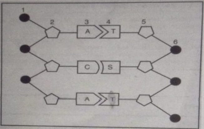 Detail Gambar Struktur Dna Dan Rna Nomer 52