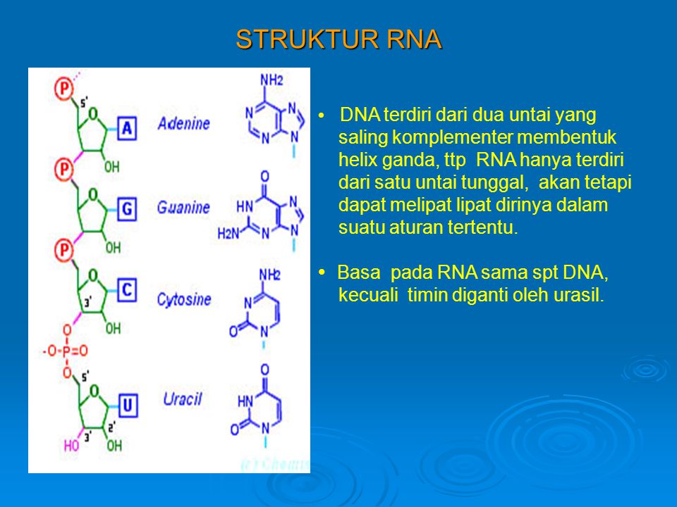 Detail Gambar Struktur Dna Dan Rna Nomer 54