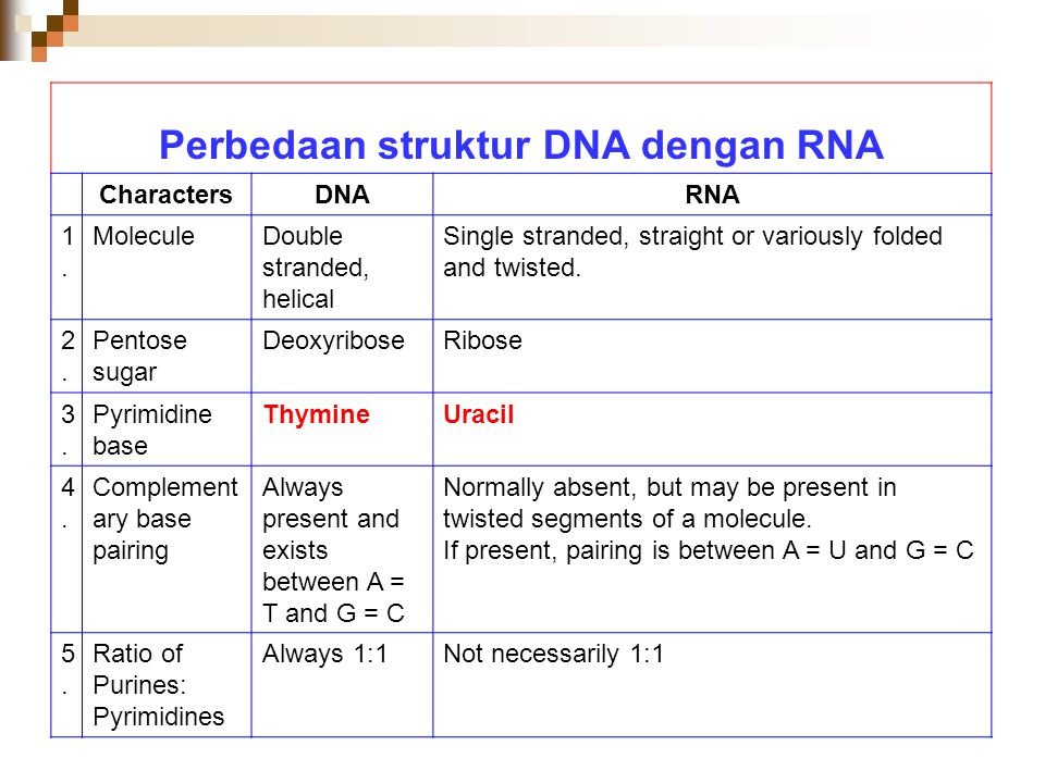 Detail Gambar Struktur Dna Dan Rna Nomer 55