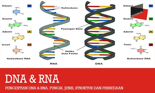 Detail Gambar Struktur Dna Dan Rna Nomer 8