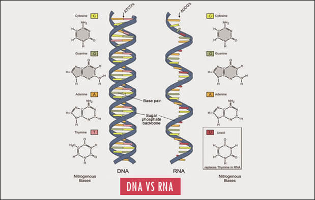 Detail Gambar Struktur Dna Dan Rna Nomer 9