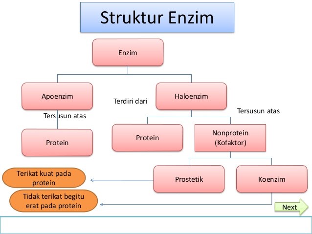 Detail Gambar Struktur Enzim Nomer 2