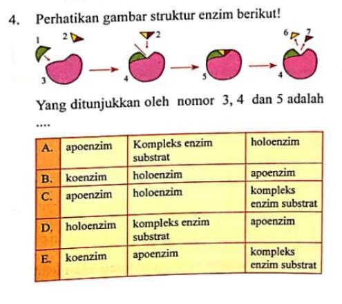 Detail Gambar Struktur Enzim Nomer 15