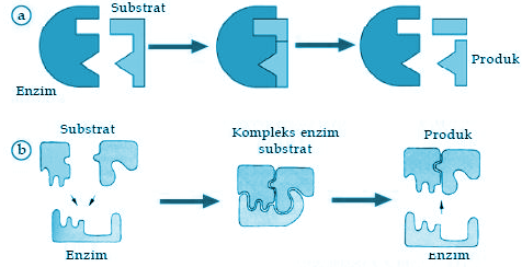 Detail Gambar Struktur Enzim Nomer 16