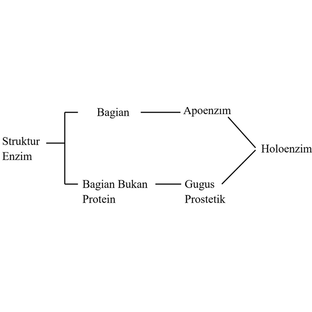 Detail Gambar Struktur Enzim Nomer 17
