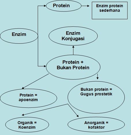 Detail Gambar Struktur Enzim Nomer 21