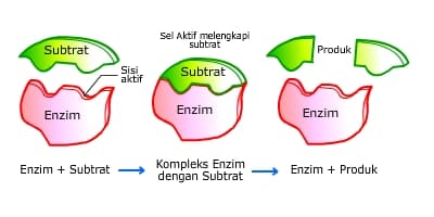 Detail Gambar Struktur Enzim Nomer 22