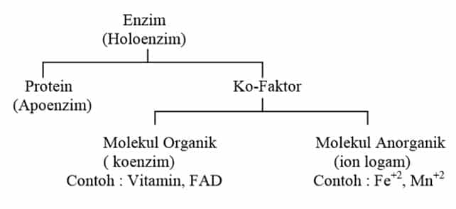 Detail Gambar Struktur Enzim Nomer 23