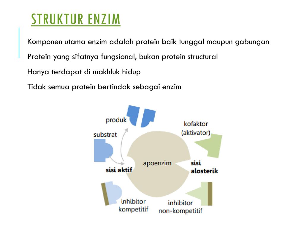 Detail Gambar Struktur Enzim Nomer 26