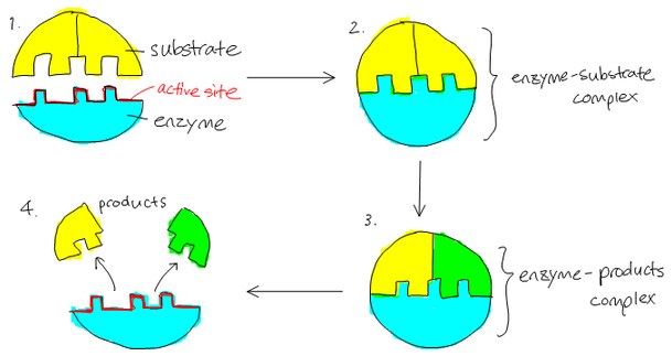 Detail Gambar Struktur Enzim Nomer 37