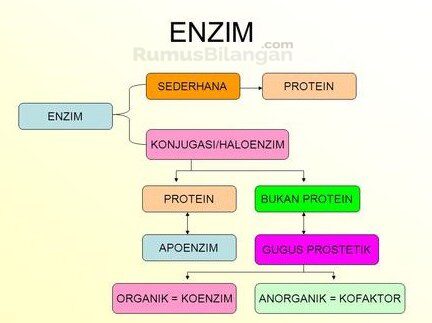 Detail Gambar Struktur Enzim Nomer 5