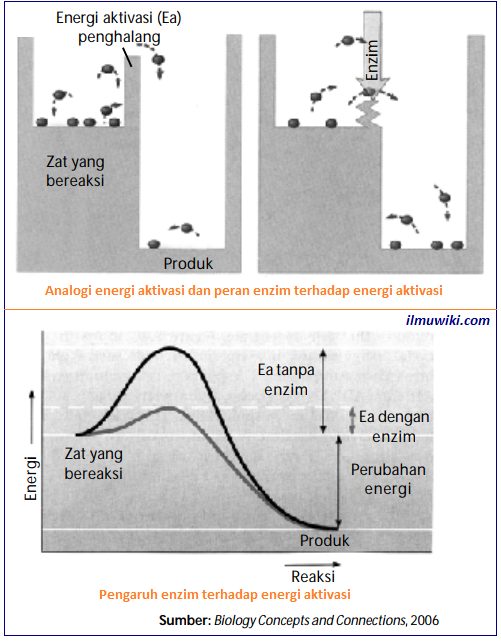 Detail Gambar Struktur Enzim Nomer 42