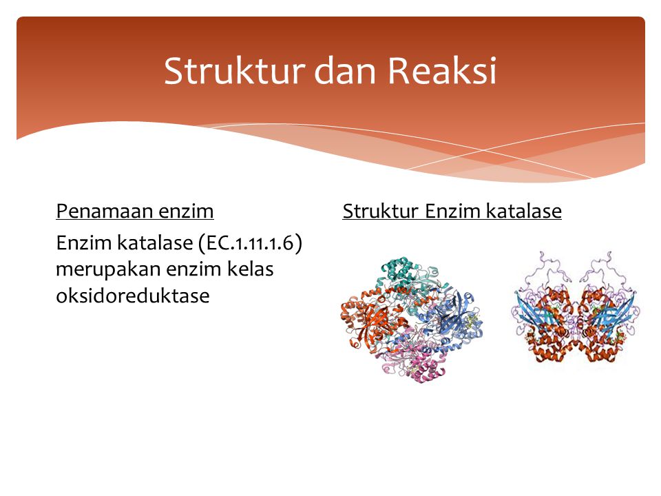 Detail Gambar Struktur Enzim Nomer 44