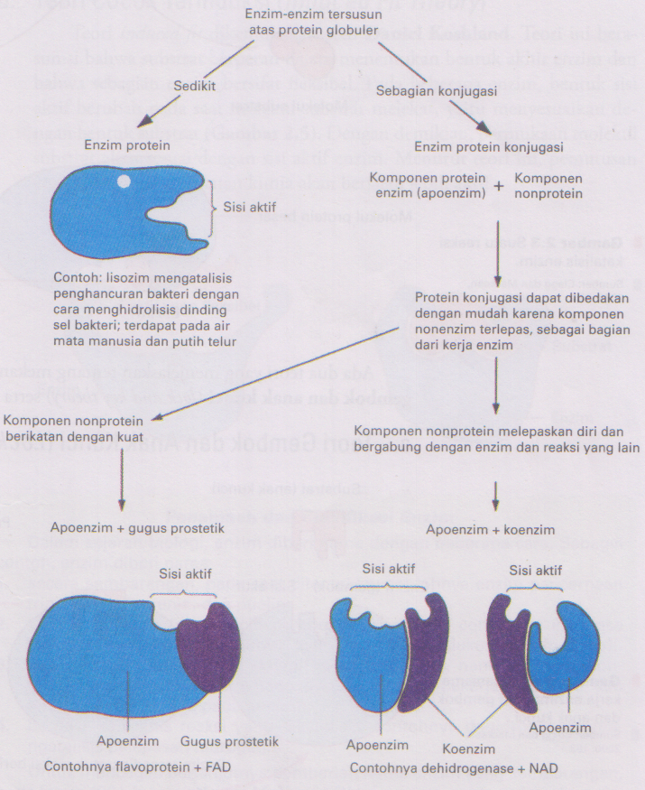 Detail Gambar Struktur Enzim Nomer 48